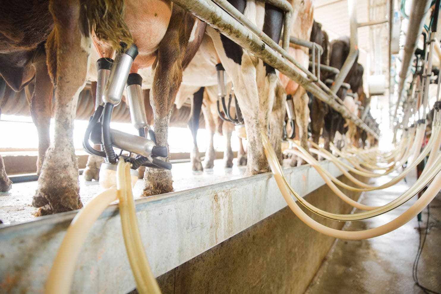 Cows are milked at Seven Oaks Dairy in Waynesboro, Ga., in March. (Kevin D. Liles for The Washington Post)