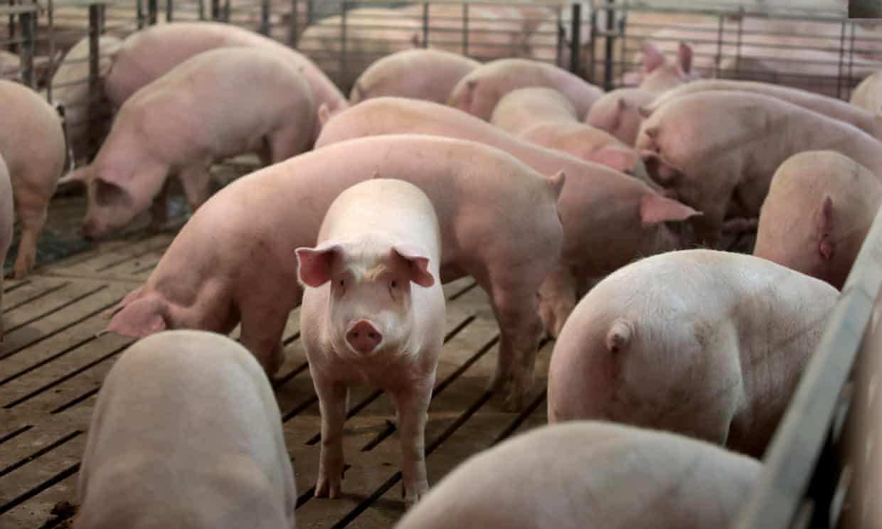 Hogs at Old Elm Farms near Sycamore, Illinois. Recent breakouts of Covid-19 at several major meat processing facilities have caused a glut of market-ready hogs on farms and a shortage of pork in grocery stores. Photograph: Scott Olson/Getty Images