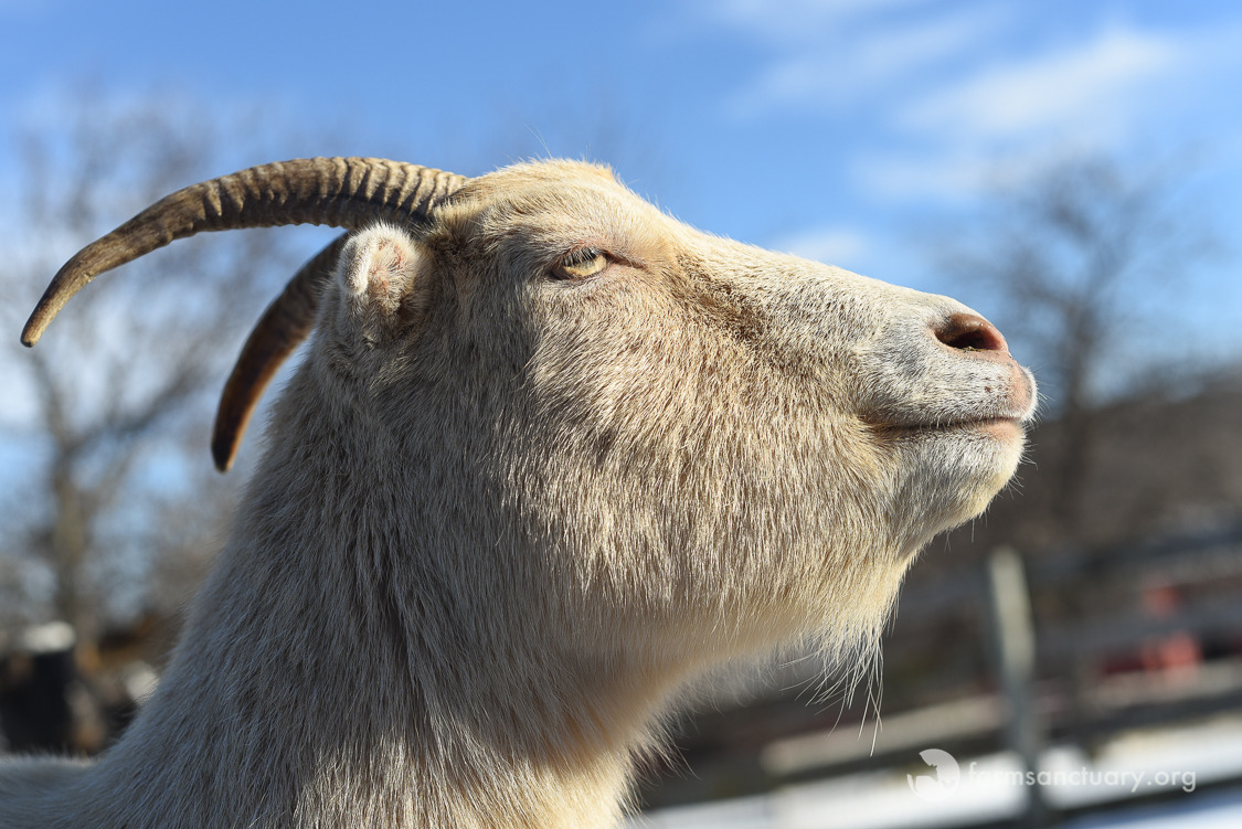 Vertical explainer photo 2 - Close-up on face of white goat with horns, looking to horizon
