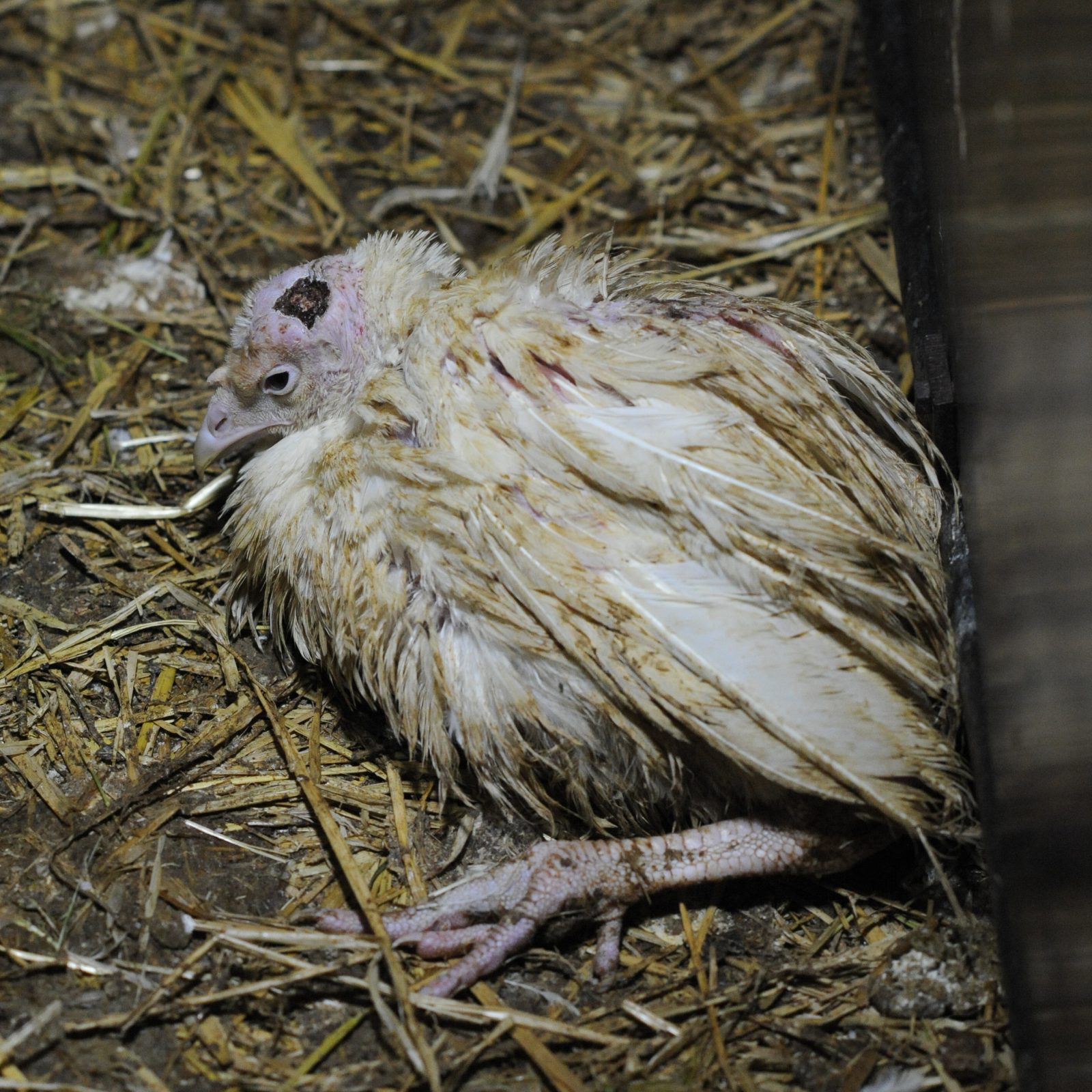A turkey suffering from injury and infection on a factory farm.
