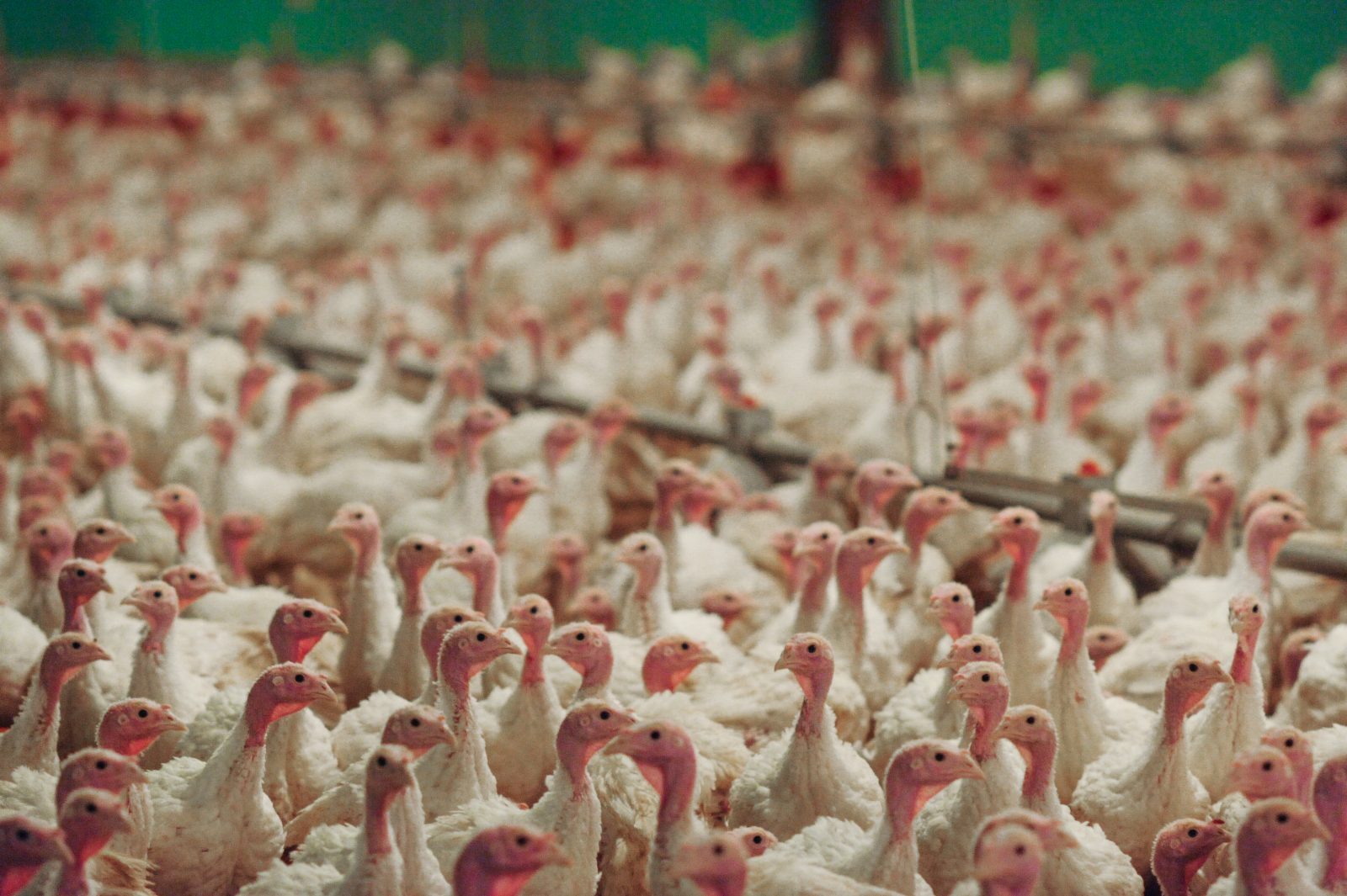 Factory-farmed turkeys.