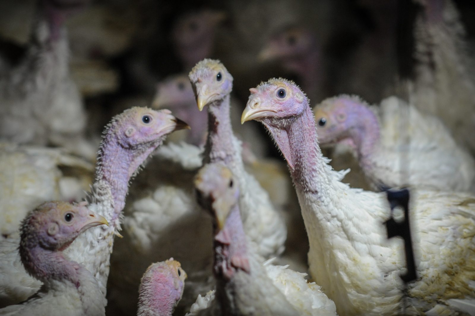 Factory farmed turkeys. Photo: Jo-Anne McArthur / Djurrattsalliansen
