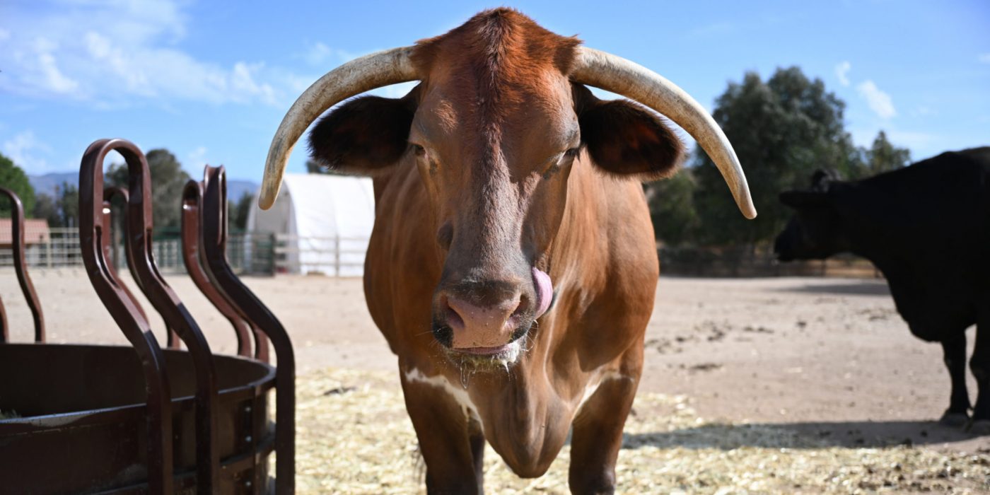 Cowboy steer