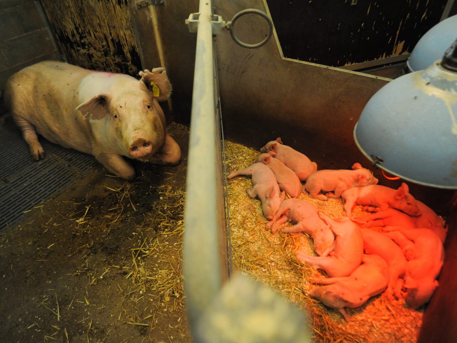 A sow lies separated from her piglets