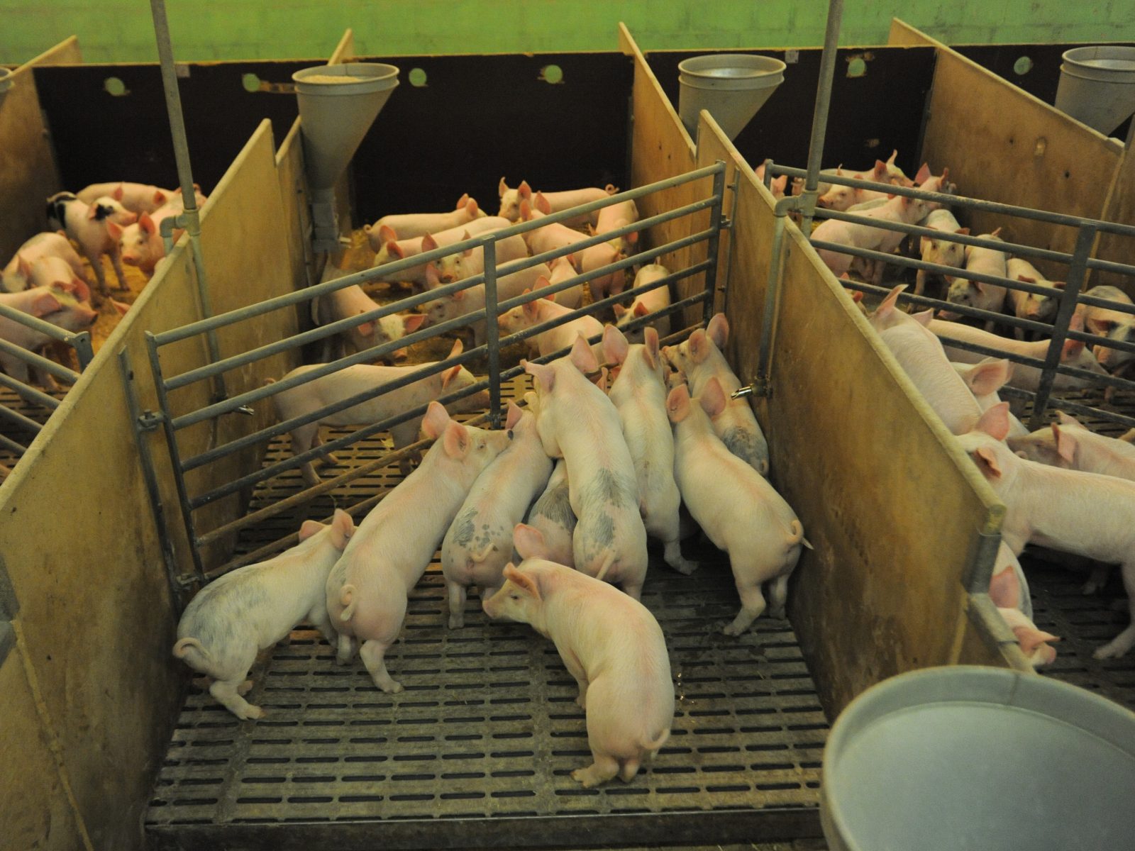 Young pigs crowd pens in Swedish factory farms
