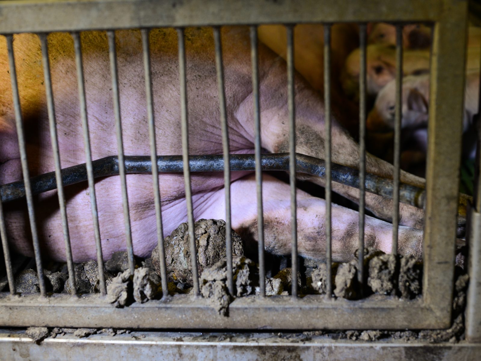 A sow is forced to lay with hindquarters pressed into the bars of her gestation crate and her own feces