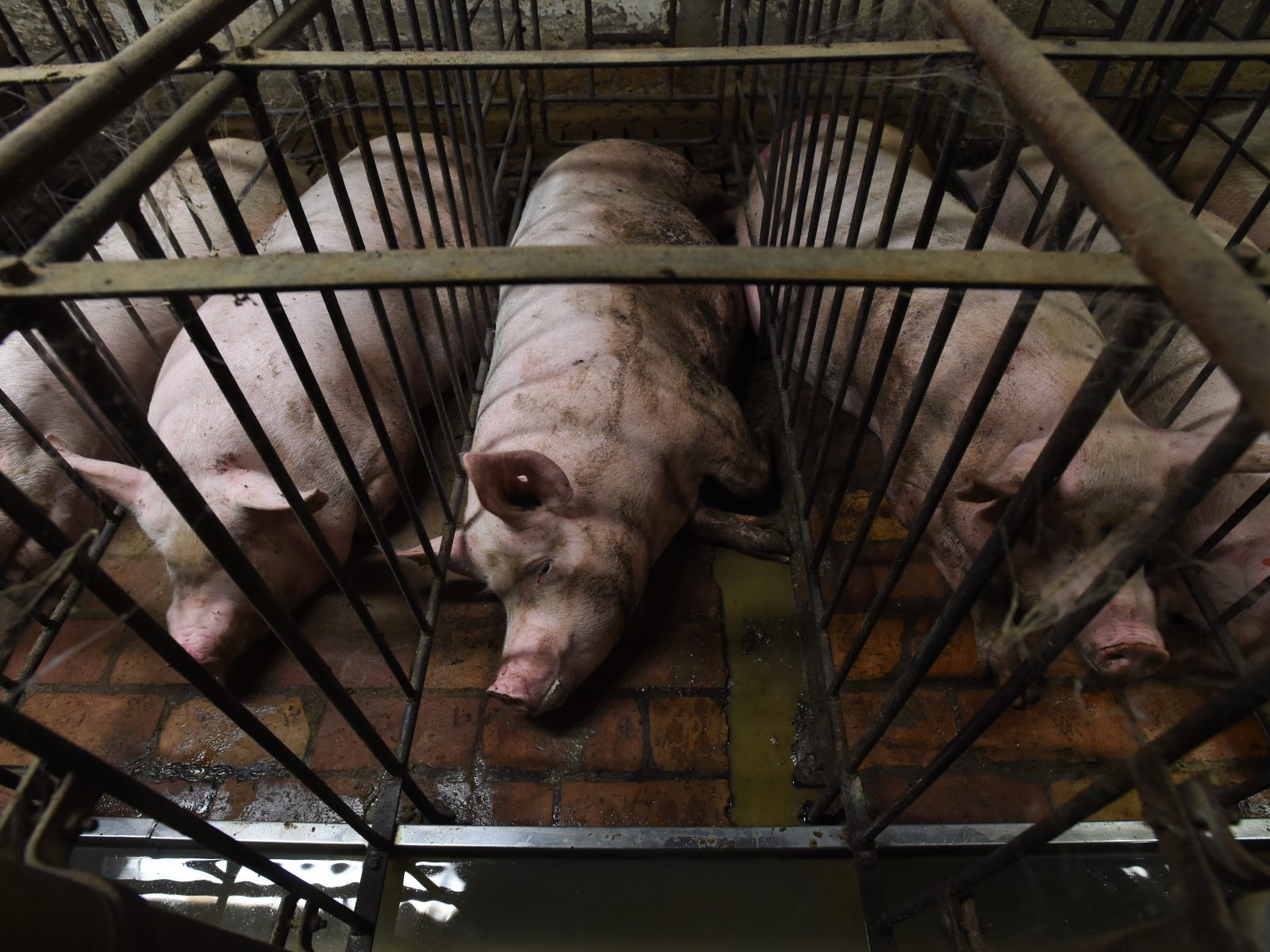 Line of pigs, confined and isolated by metal bars