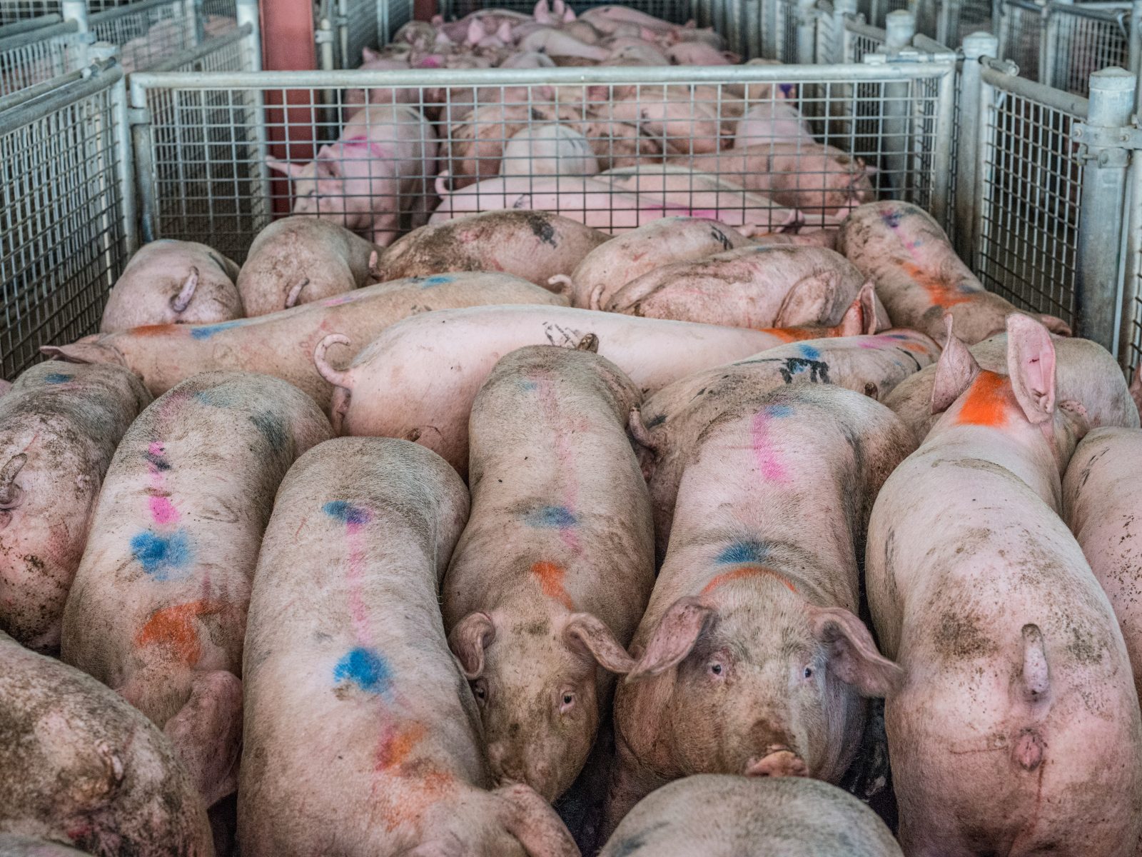 Pigs crammed into pens at a sale yard. Australia, 2017