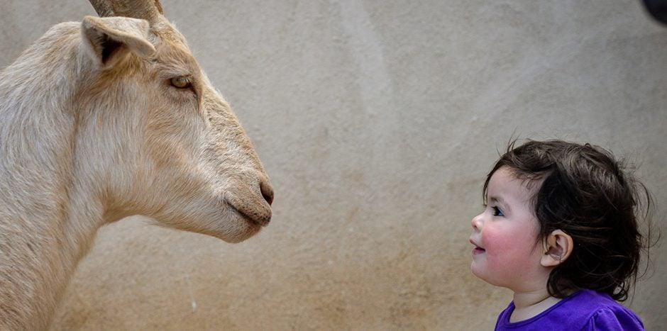 Child with goat at Farm Sanctuary, photo credit Michael Freund