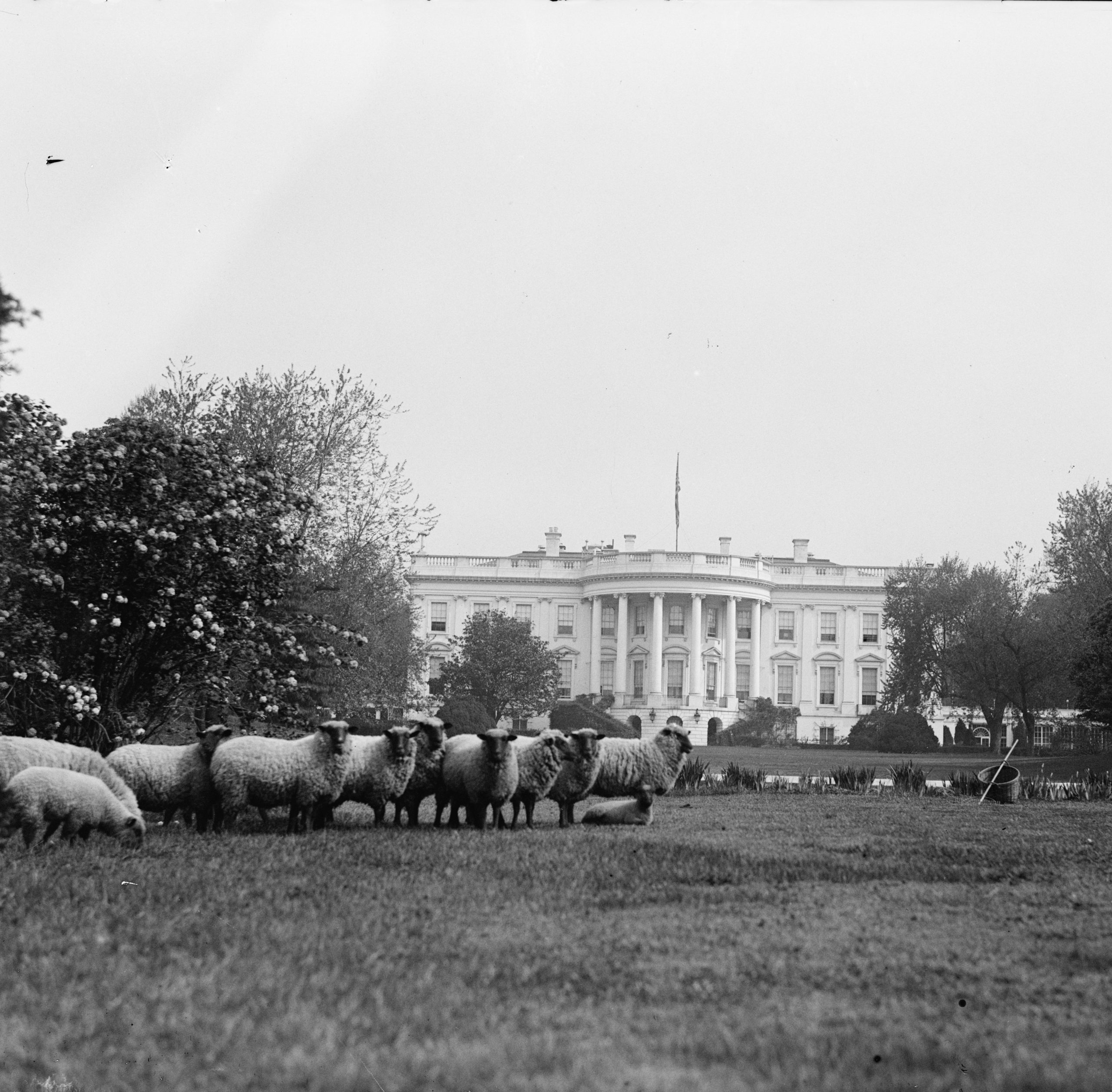 Sheep on lawn of White House