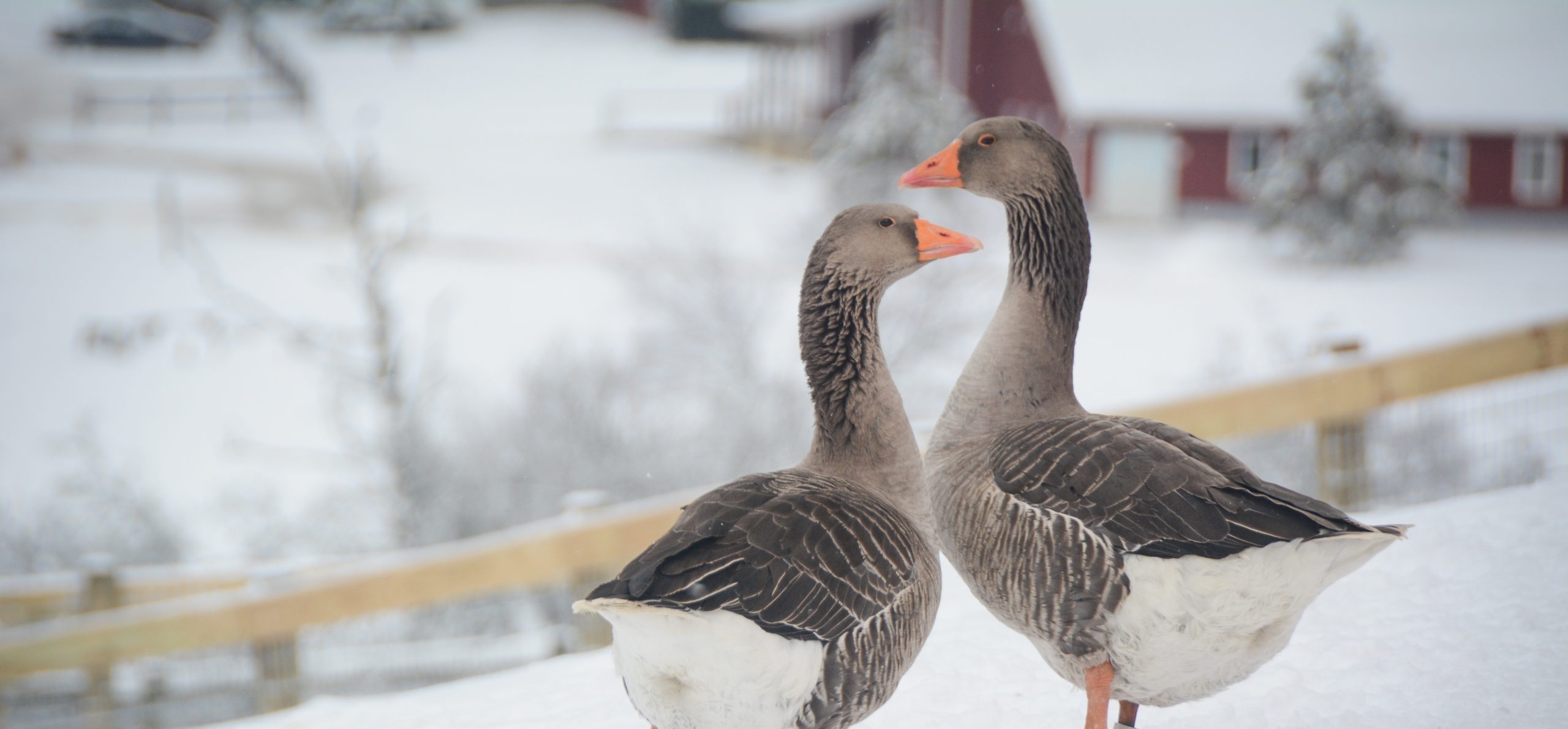 Willie and Reba Geese at Farm Sanctuary's New York shelter