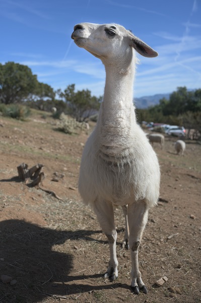 Yoda Llama at Farm Sanctuary