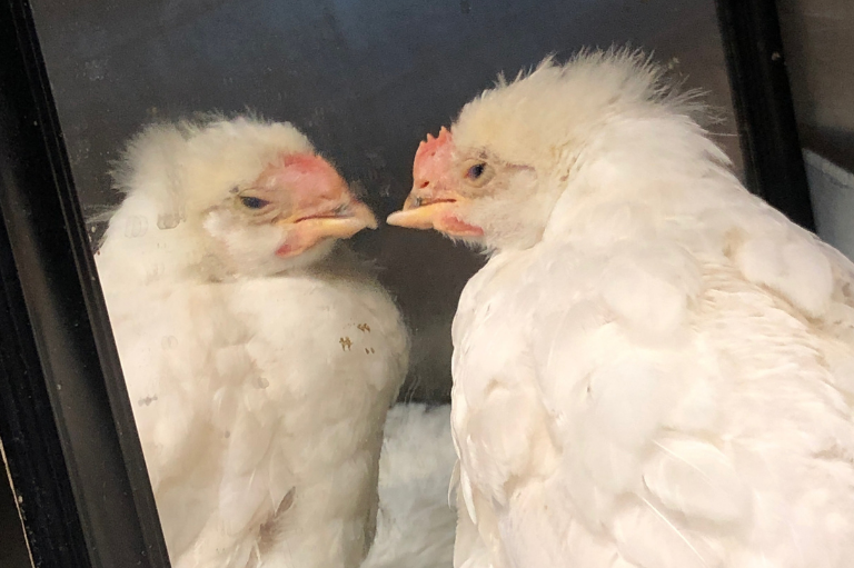 Chick looking at their reflection in a mirror