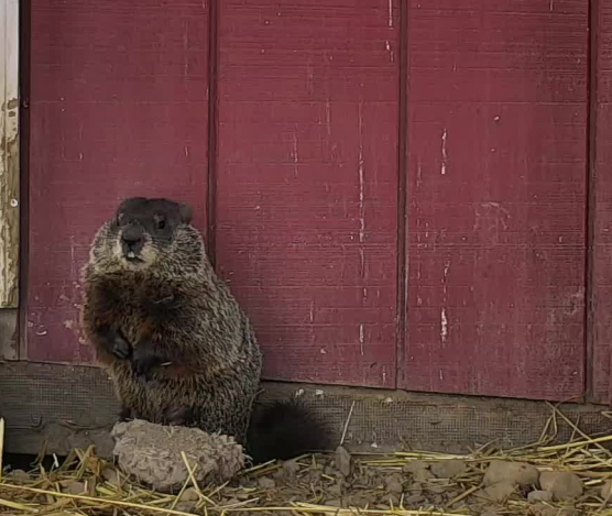 Groundhogs at Farm Sanctuary