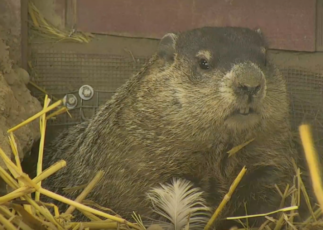 Groundhog at Farm Sanctuary