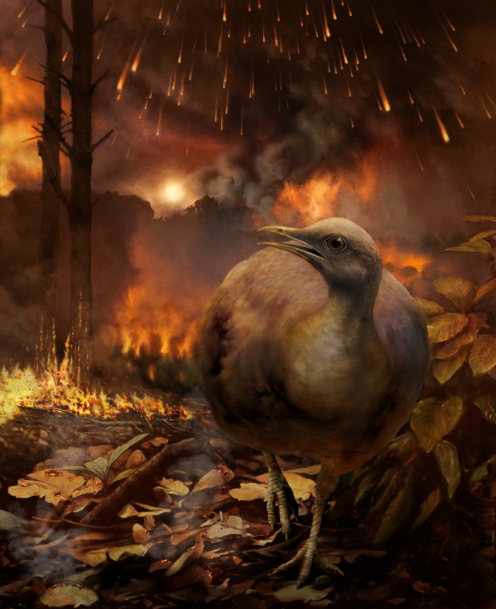 Illustration of a ground-dwelling bird surviving the asteroid that wiped out the dinosaurs.