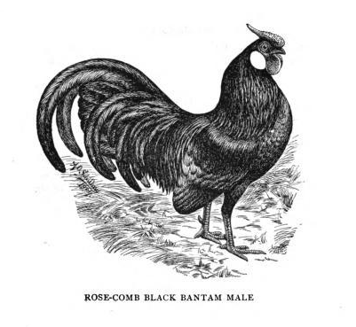 An illustration of the ideal Rosecomb chicken in the American Standard of Perfection cir. 1905