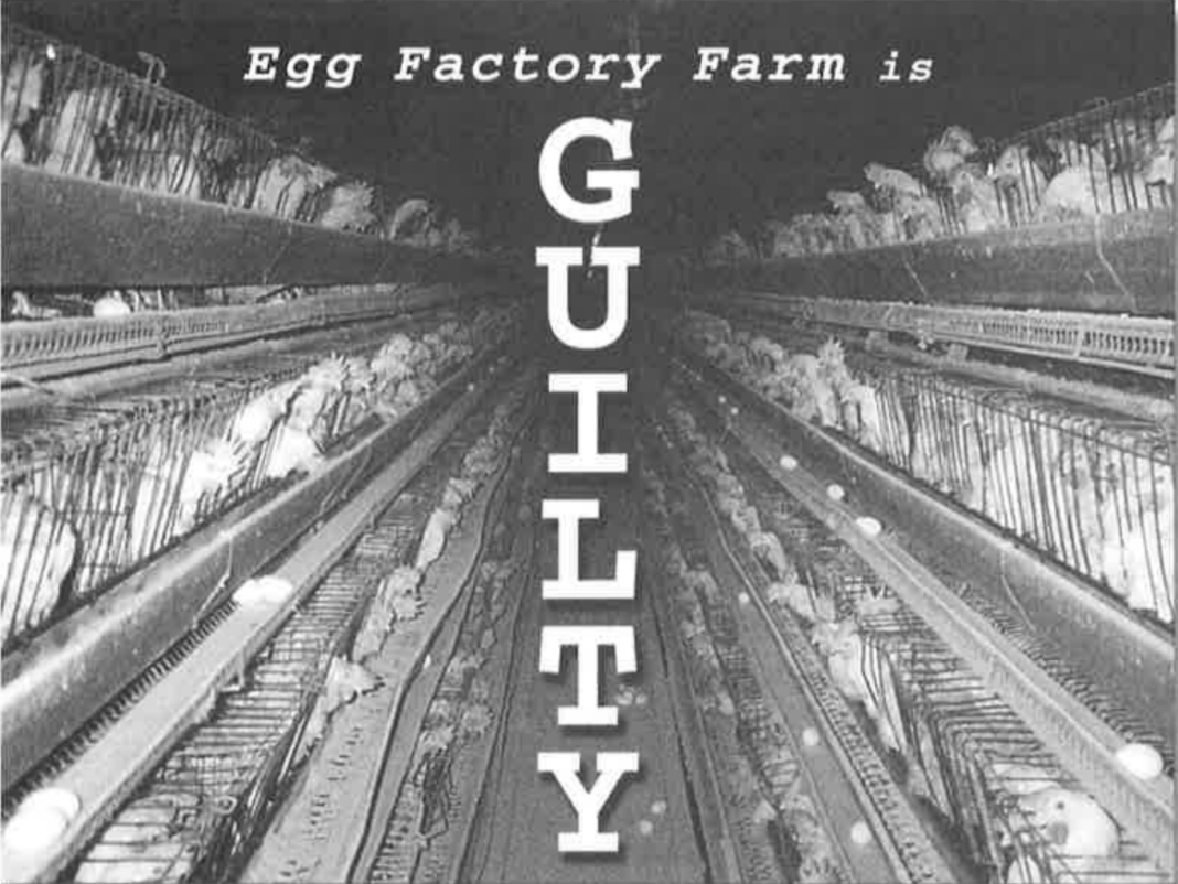 Egg factory farm is guilty written over a photo from ISE farm.