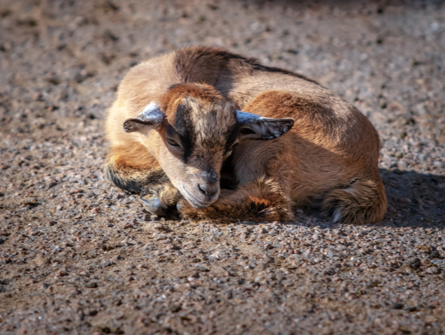 A lonely sad goat kid curled up in a ball and lies on the ground. The coat is brown, there are no horns. Sunny weather