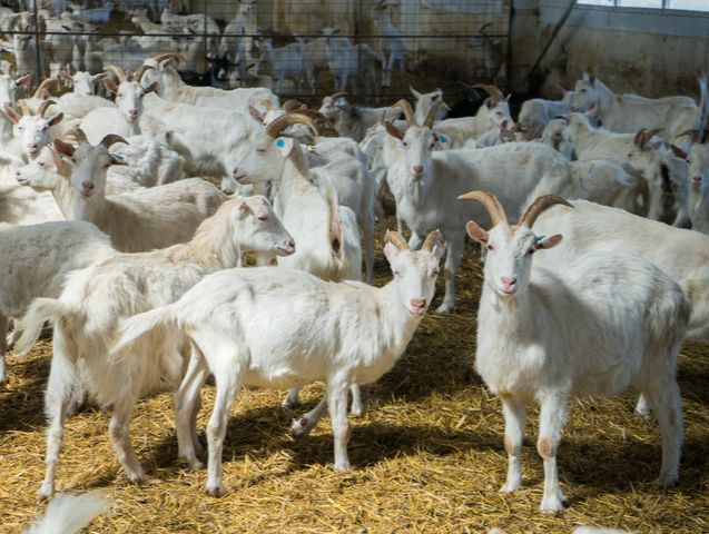 A lot of goats on a goat farm. Farm livestock farming for the industrial production of goat milk dairy products