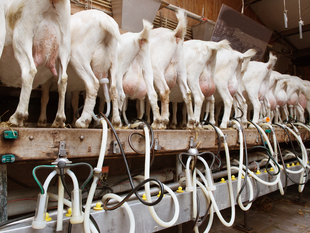 Goats eating, ready for being milked with an electrical dairy equipment